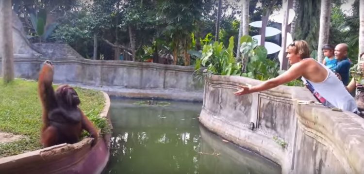 ВИДЕО: Му фрли овошје на мајмунот во Зоолошка – Еве како тој му врати
