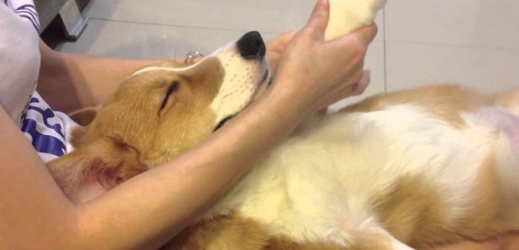 ВИДЕО: Како изгледа масажа за кучиња – Дали на Македонија и фали ваков салон?