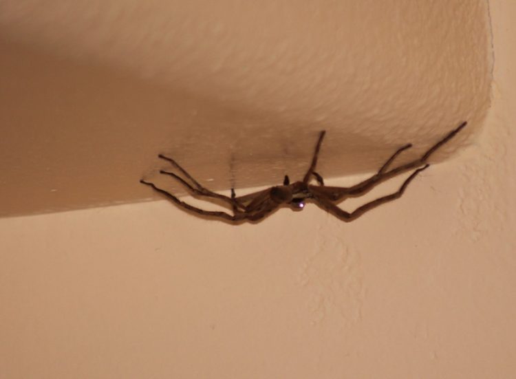 Ако го ставите ова во домот веќе нема да видите пајак – пробајте!
