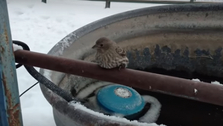 ВИДЕО: Врапче се залепи за ограда од студ – она што следува ќе ве трогне