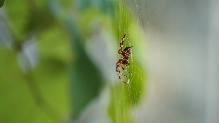 Нема веќе да видите пајак на ќошевите дома – Евтини и брзи трикови